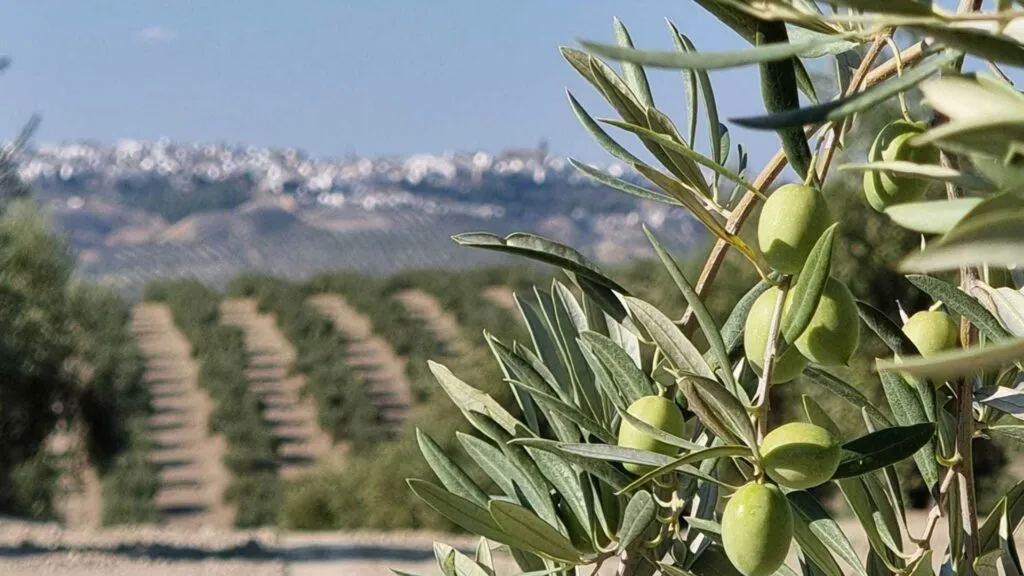 Cata de Aceite